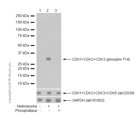 Western blot - Anti-CDK1 + Cdk2 + Cdk3 (phospho T14) antibody [E161] (AB32384)