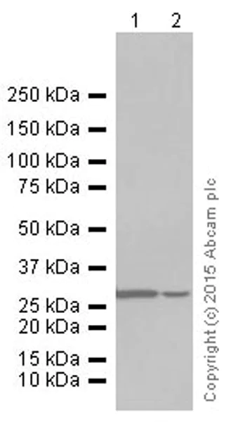 Western blot - Anti-CDK1 + Cdk2 + Cdk3 (phospho T14) antibody [E161] (AB32384)