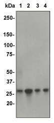 Western blot - Anti-CDK1 + Cdk2 + Cdk3 (phospho T14) antibody [E161] (AB32384)