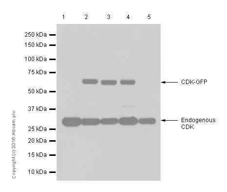 Western blot - Anti-CDK1 + Cdk2 + Cdk3 (phospho T14) antibody [E161] (AB32384)