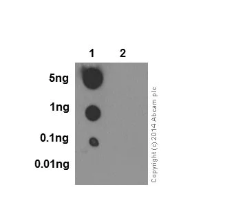 Dot Blot - Anti-Cdk1 + Cdk2 (phospho T14) antibody [EPR17499] (AB183550)
