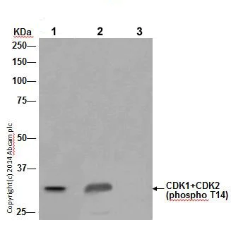 Immunoprecipitation - Anti-Cdk1 + Cdk2 (phospho T14) antibody [EPR17499] - BSA and Azide free (AB250674)