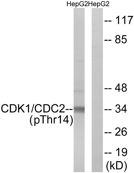 Western blot - Anti-CDK1 (phospho T14) + CDK2 (phospho T14) + CDK3 (phospho T14) antibody (AB58509)