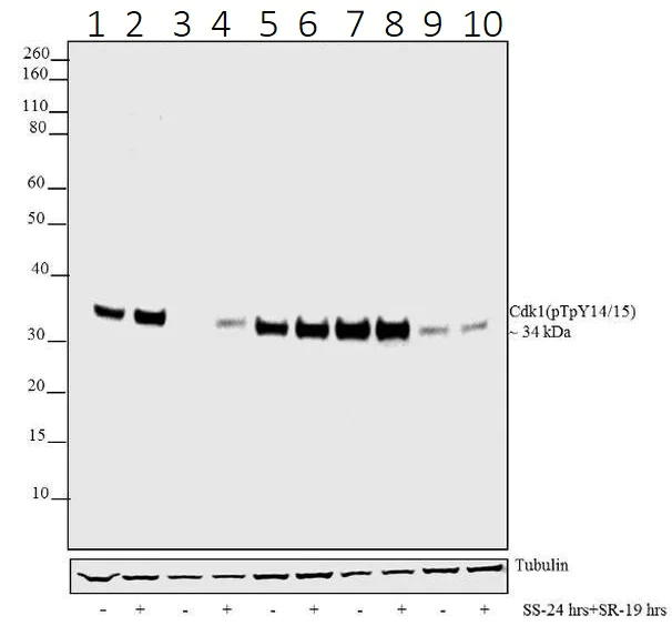 Western blot - Anti-CDK1 (phospho T14 + Y15) antibody [17 HCLC] (AB277772)