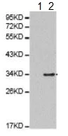 Western blot - Anti-CDK1 (phospho T161) antibody (AB194874)