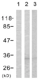 Western blot - Anti-CDK1 (phospho T161) antibody (AB47329)