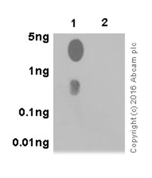 Dot Blot - Anti-CDK1 (phospho T161) + CDK2 / CDK3 (phospho T160) antibody [EPR19546] (AB201008)