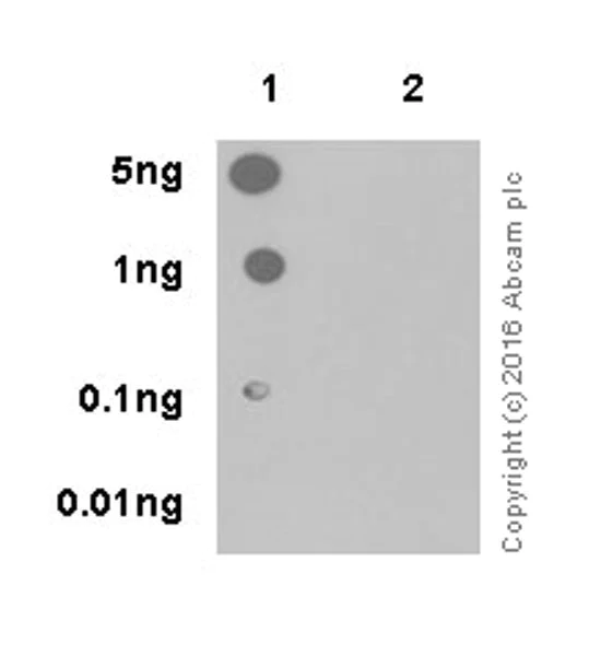 Dot Blot - Anti-CDK1 (phospho T161) + CDK2 / CDK3 (phospho T160) antibody [EPR19546] (AB201008)