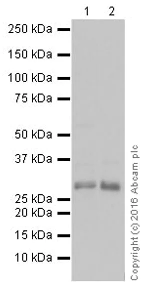 Western blot - Anti-CDK1 (phospho T161) + CDK2 / CDK3 (phospho T160) antibody [EPR19546] (AB201008)