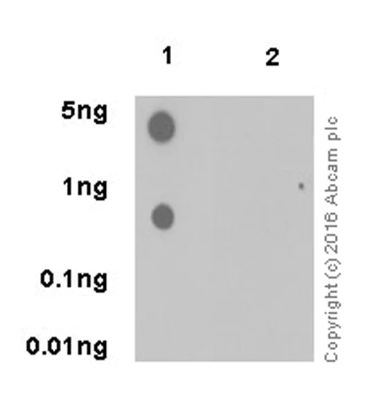 Dot Blot - Anti-CDK1 (phospho T161) + CDK2 / CDK3 (phospho T160) antibody [EPR19546] - BSA and Azide free (AB251327)