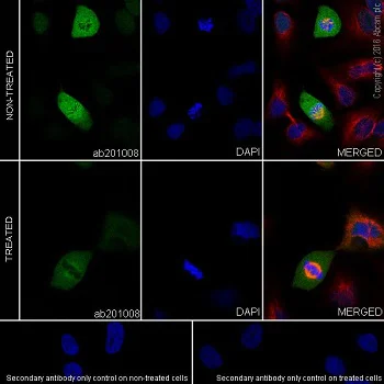 Immunocytochemistry/ Immunofluorescence - Anti-CDK1 (phospho T161) + CDK2 / CDK3 (phospho T160) antibody [EPR19546] - BSA and Azide free (AB251327)