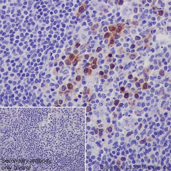 Immunohistochemistry (Formalin/PFA-fixed paraffin-embedded sections) - Anti-CDK1 (phospho T161) + CDK2 / CDK3 (phospho T160) antibody [EPR19546] - BSA and Azide free (ab251327), expandable thumbnail