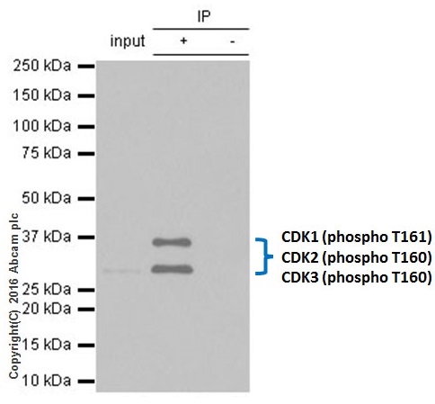 Immunoprecipitation - Anti-CDK1 (phospho T161) + CDK2 / CDK3 (phospho T160) antibody [EPR19546] - BSA and Azide free (ab251327), expandable thumbnail