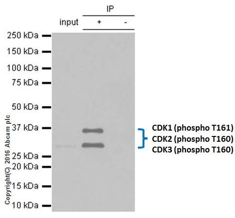 Immunoprecipitation - Anti-CDK1 (phospho T161) + CDK2 / CDK3 (phospho T160) antibody [EPR19546] - BSA and Azide free (AB251327)