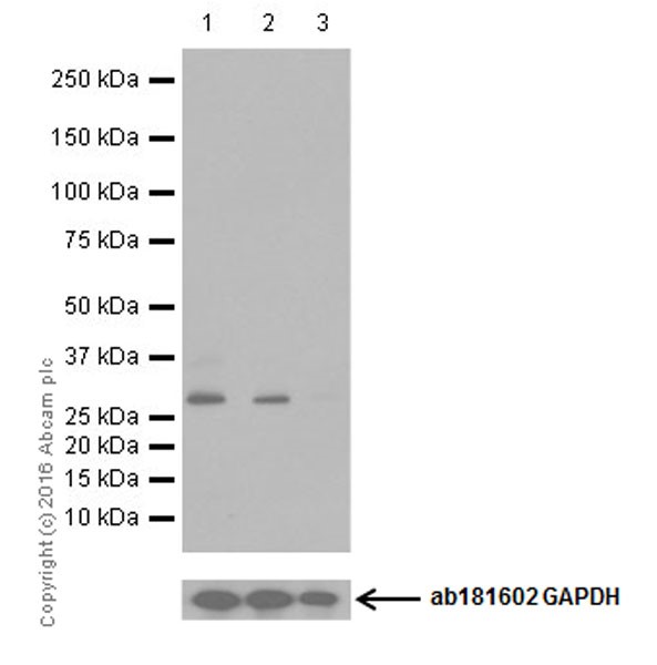 Western blot - Anti-CDK1 (phospho T161) + CDK2 / CDK3 (phospho T160) antibody [EPR19546] - BSA and Azide free (ab251327), expandable thumbnail