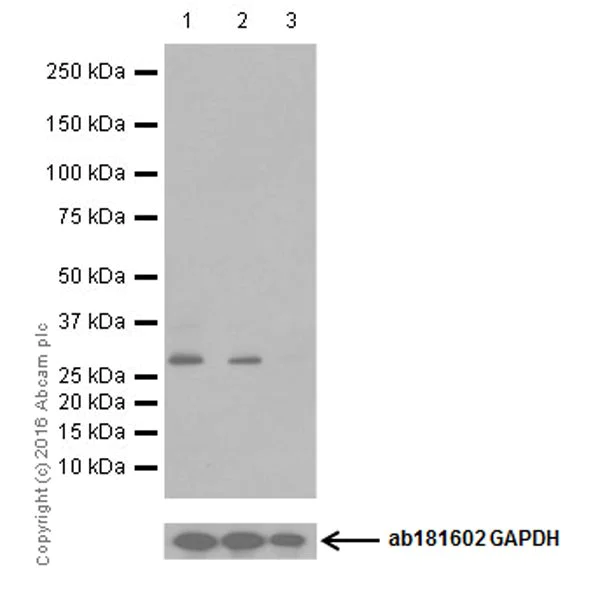 Western blot - Anti-CDK1 (phospho T161) + CDK2 / CDK3 (phospho T160) antibody [EPR19546] - BSA and Azide free (AB251327)