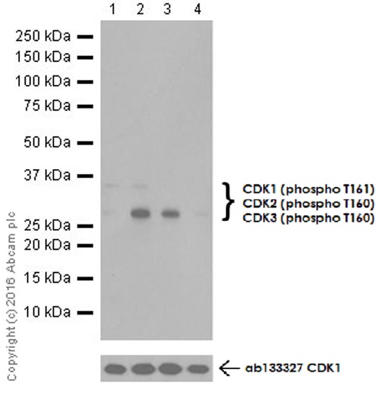 Western blot - Anti-CDK1 (phospho T161) + CDK2 / CDK3 (phospho T160) antibody [EPR19546] - BSA and Azide free (AB251327), expandable thumbnail