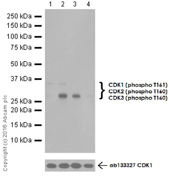 Western blot - Anti-CDK1 (phospho T161) + CDK2 / CDK3 (phospho T160) antibody [EPR19546] - BSA and Azide free (AB251327)