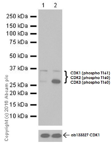 Western blot - Anti-CDK1 (phospho T161) + CDK2 / CDK3 (phospho T160) antibody [EPR19546] - BSA and Azide free (AB251327), expandable thumbnail