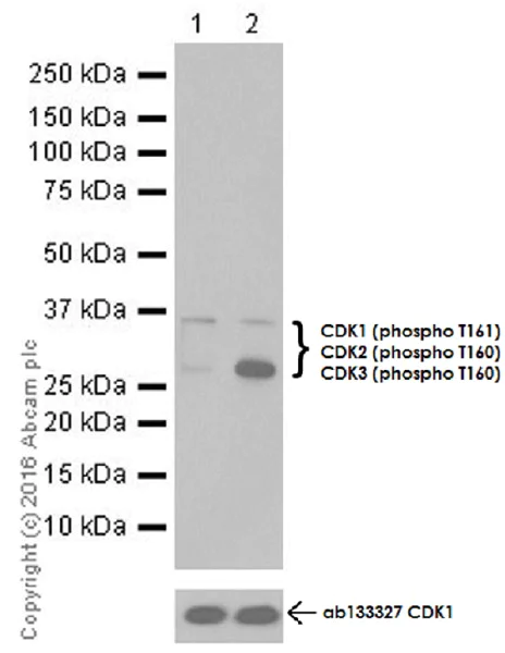 Western blot - Anti-CDK1 (phospho T161) + CDK2 / CDK3 (phospho T160) antibody [EPR19546] - BSA and Azide free (AB251327)
