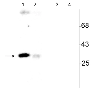 Western blot - Anti-CDK1 (phospho Y15) antibody (AB254121)