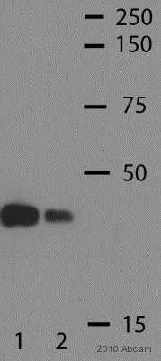 Western blot - Anti-CDK1 (phospho Y15) antibody (AB47594)