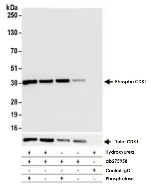 Immunoprecipitation - Anti-CDK1 (phospho Y15) antibody [BLR101H] (AB275958), expandable thumbnail