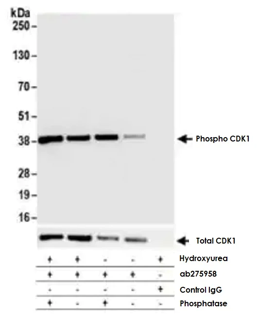 Immunoprecipitation - Anti-CDK1 (phospho Y15) antibody [BLR101H] (AB275958)