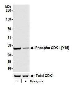 Western blot - Anti-CDK1 (phospho Y15) antibody [BLR101H] (AB275958), expandable thumbnail