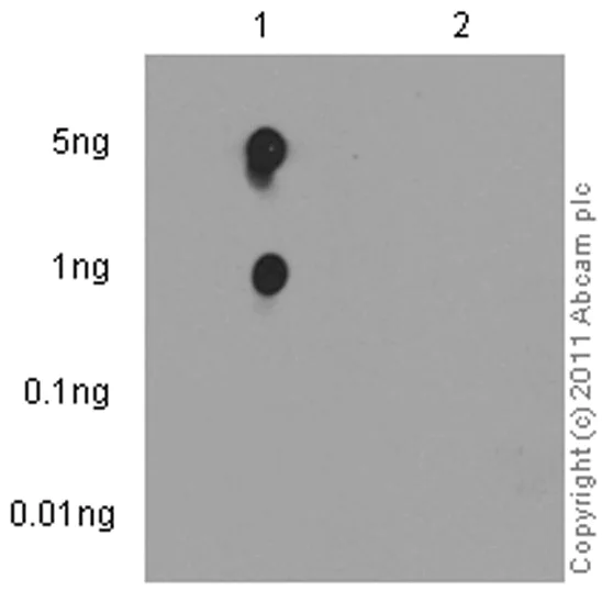 Dot Blot - Anti-CDK1 (phospho Y15) + CDK2 (phospho Y15) + CDK3 (phospho Y15) + CDK5 (phospho Y15) antibody [EPR (AB133463)