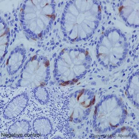 Immunohistochemistry (Formalin/PFA-fixed paraffin-embedded sections) - Anti-CDK1 (phospho Y15) + CDK2 (phospho Y15) + CDK3 (phospho Y15) + CDK5 (phospho Y15) antibody [EPR (AB133463)