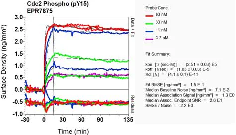 OI-RD Scanning - Anti-CDK1 (phospho Y15) + CDK2 (phospho Y15) + CDK3 (phospho Y15) + CDK5 (phospho Y15) antibody [EPR (AB133463)