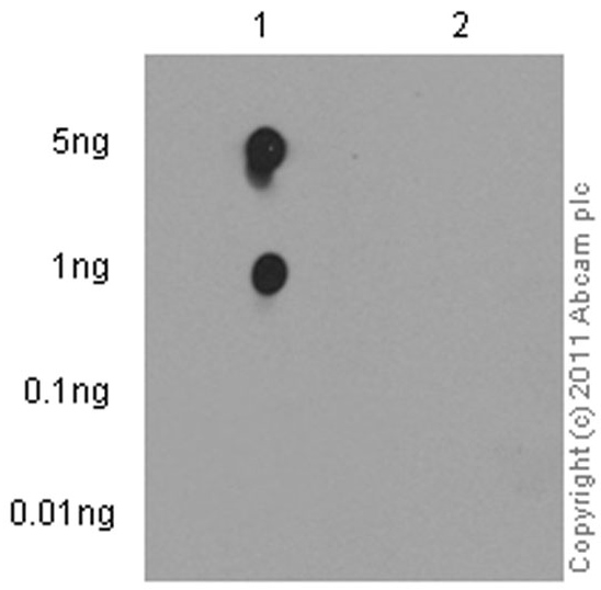 Dot Blot - Anti-CDK1 (phospho Y15) + CDK2 (phospho Y15) + CDK3 (phospho Y15) + CDK5 (phospho Y15) antibody [EPR7875] - BSA and Azide free (ab248508), expandable thumbnail
