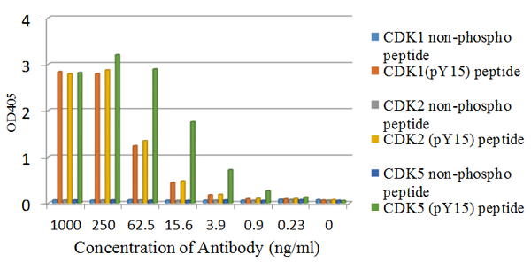 ELISA - Anti-CDK1 (phospho Y15) + CDK2 (phospho Y15) + CDK3 (phospho Y15) + CDK5 (phospho Y15) antibody [EPR7875] - BSA and Azide free (AB248508), expandable thumbnail