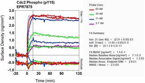 OI-RD Scanning - Anti-CDK1 (phospho Y15) + CDK2 (phospho Y15) + CDK3 (phospho Y15) + CDK5 (phospho Y15) antibody [EPR7875] - BSA and Azide free (ab248508), expandable thumbnail