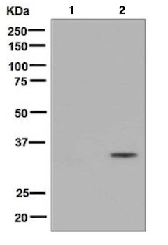 Western blot - Anti-CDK1 (phospho Y15) + CDK2 (phospho Y15) + CDK3 (phospho Y15) + CDK5 (phospho Y15) antibody [EPR7875] - BSA and Azide free (ab248508), expandable thumbnail