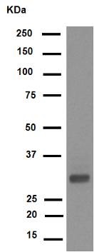 Western blot - Anti-CDK1 (phospho Y15) + CDK2 (phospho Y15) + CDK3 (phospho Y15) + CDK5 (phospho Y15) antibody [EPR7875] - BSA and Azide free (AB248508), expandable thumbnail