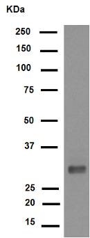 Western blot - Anti-CDK1 (phospho Y15) + CDK2 (phospho Y15) + CDK3 (phospho Y15) + CDK5 (phospho Y15) antibody [EPR7875] - BSA and Azide free (ab248508), expandable thumbnail