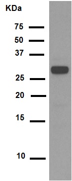 Western blot - Anti-CDK1 (phospho Y15) + CDK2 (phospho Y15) + CDK3 (phospho Y15) + CDK5 (phospho Y15) antibody [EPR7875] - BSA and Azide free (ab248508), expandable thumbnail