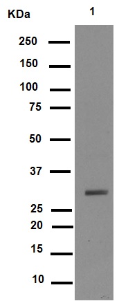 Western blot - Anti-CDK1 (phospho Y15) + CDK2 (phospho Y15) + CDK3 (phospho Y15) + CDK5 (phospho Y15) antibody [EPR7875] - BSA and Azide free (AB248508), expandable thumbnail