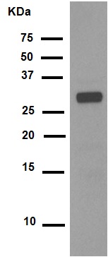 Western blot - Anti-CDK1 (phospho Y15) + CDK2 (phospho Y15) + CDK3 (phospho Y15) + CDK5 (phospho Y15) antibody [EPR7875] - BSA and Azide free (ab248508), expandable thumbnail