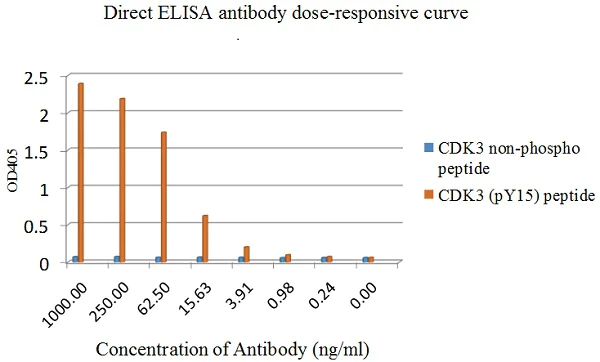 ELISA - Anti-CDK1 (pY15) + CDK2 (pY15) + CDK3 (pY15) + CDK5 (pY15) antibody [EPR7875] - BSA and Azide free (AB248508)
