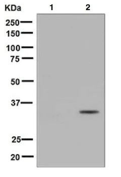 Western blot - Anti-CDK1 (phospho Y15) + CDK2 (phospho Y15) + CDK3 (phospho Y15) + CDK5 (phospho Y15) antibody [EPR7875] - BSA and Azide free (AB248508)
