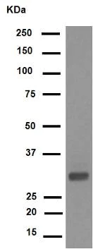 Western blot - Anti-CDK1 (phospho Y15) + CDK2 (phospho Y15) + CDK3 (phospho Y15) + CDK5 (phospho Y15) antibody [EPR7875] - BSA and Azide free (AB248508)