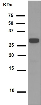 Western blot - Anti-CDK1 (phospho Y15) + CDK2 (phospho Y15) + CDK3 (phospho Y15) + CDK5 (phospho Y15) antibody [EPR7875] - BSA and Azide free (AB248508)