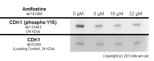 Western blot - Anti-CDK1 (phospho Y15) + CDK2 (phospho Y15) + CDK3 (phospho Y15) + CDK5 (phospho Y15) antibody [EPR7875] - BSA and Azide free (AB248508)