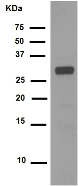 Western blot - Anti-CDK1 (phospho Y15) + CDK2 (phospho Y15) + CDK3 (phospho Y15) + CDK5 (phospho Y15) antibody [EPR7875] - BSA and Azide free (AB248508)