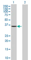Western blot - Anti-CDK10 antibody (AB67828)