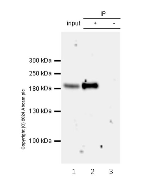 Immunoprecipitation - Anti-CDK12 antibody [EPR29009-30] (AB317746), expandable thumbnail