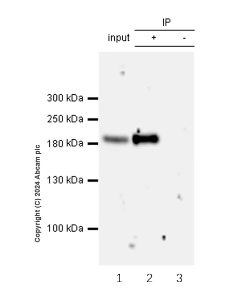Immunoprecipitation - Anti-CDK12 antibody [EPR29009-30] - BSA and Azide free (AB317747)